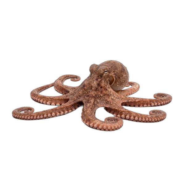 Octopus